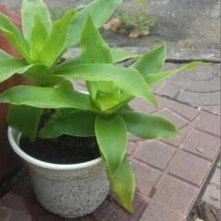 Cây Lược vàng đặc trị nhiều bệnh