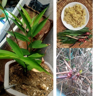 1 củ gừng núi tươi lạng sơn