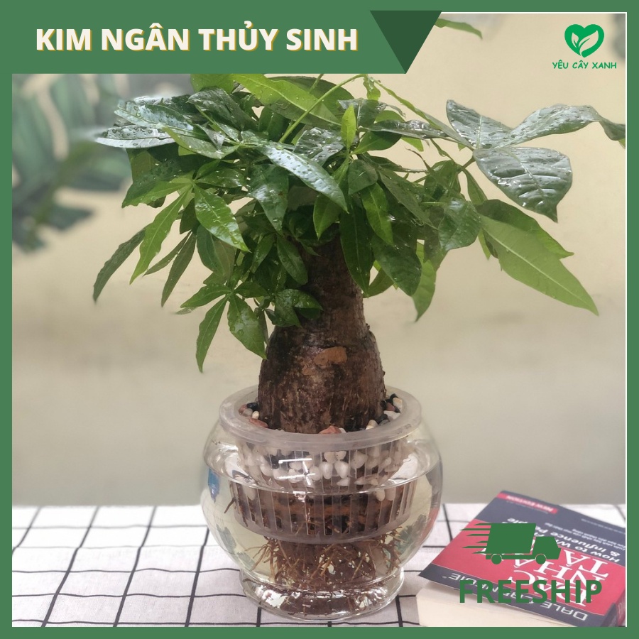 Cây Kim Ngân Thuỷ Sinh kèm chậu thủy tinh