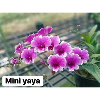 Hoa lan Mini Yaya