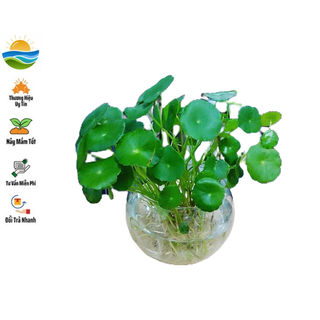 Hạt giống cỏ đồng tiền - 50 hạt