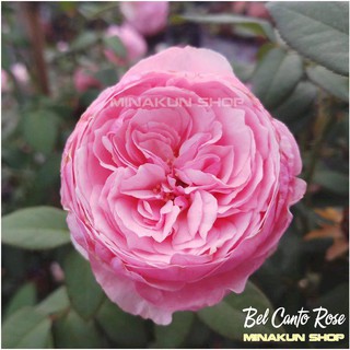 Hoa hồng ngoại Bel Canto hồng phấn bụi cực đẹp - MinaKun Shop