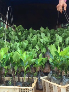 Cây giống mít trái dài Malaysia
