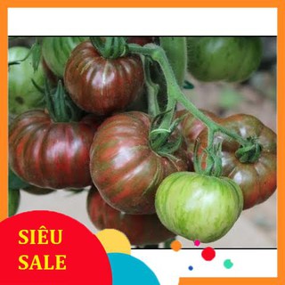 Hạt Giống Cà Chua Socola Qủa To (60-100 Hạt) - [MUA 3 TẶNG 1 CÙNG LOẠI] - Thơm Ngon, Năng Suất Cao