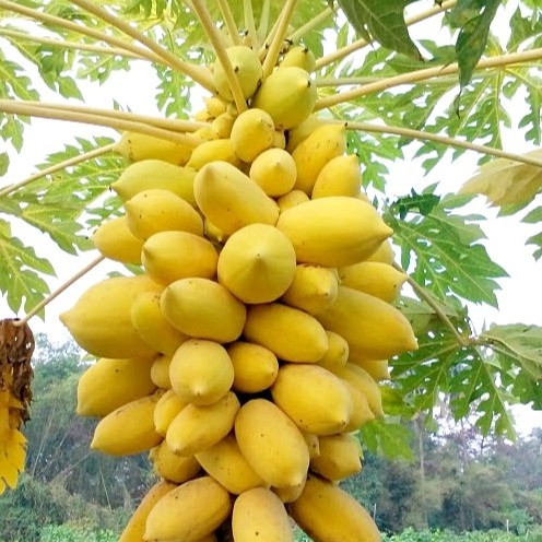 Hạt Giống Đu Đủ Vỏ Vàng (Vĩnh Thành) 5 Hạt