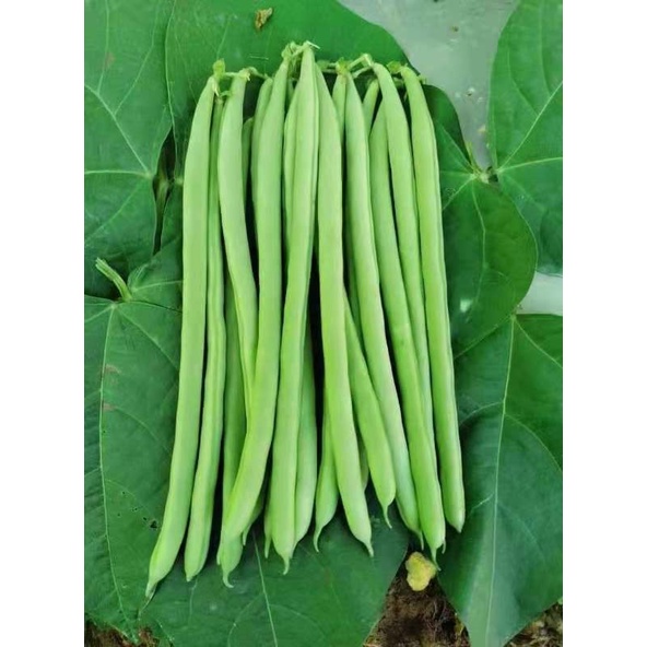 Hạt giống Đậu cove  cao sản VA.888 hạt đen hoa tím 20g, 50g, 100g