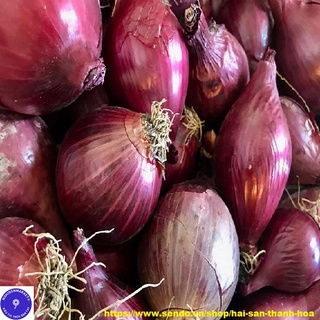 Củ hành tím Ấn Độ, hành cô đơn dễ bóc thơm ngon 500g, 1 kg