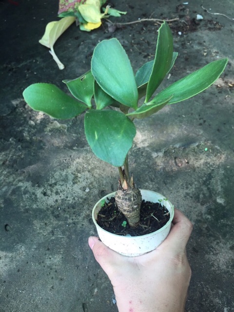 THIÊN TUẾ MÊXICO