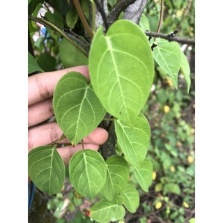Lá Giang tại vườn
