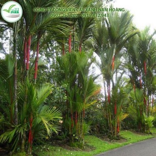 Cây 🌲 Cau đỏ 1m8... bụi to... nhiều cây thân đỏ