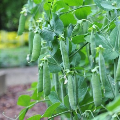 10Gr Hạt Giống Đậu Hà Lan