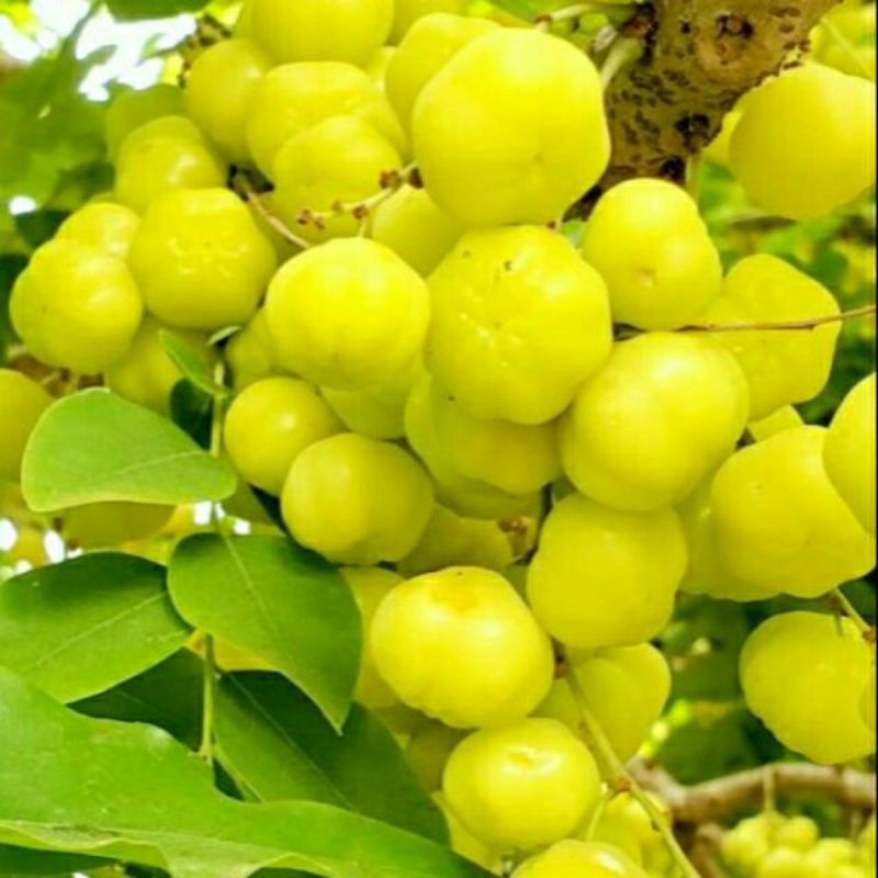 Cây chùm ruột