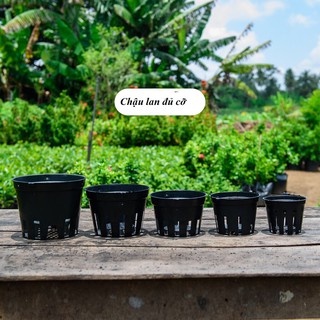 Mua Chậu nhựa lan phi  giỏ trồng lan chuyên dụng kích thước đa dạng từ 12-15-18-20cm giá rẻ nhất (có bán sỉ)