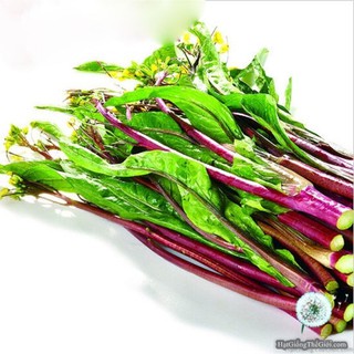 Hạt Giống Rau Cải Ngồng Đỏ F1 (20 Gr) - [MUA 3 TẶNG 1 CÙNG LOẠI] - Dinh Dưỡng ,Ngọt