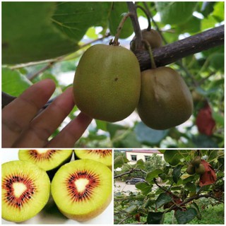 Kiwwi giống nhập khẩu