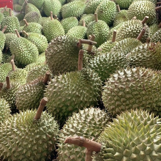 [Mã 267FMCGSALE giảm 8% đơn 500K] [HN] Sầu Tươi Tách Múi ri6 Cai Lậy Chín Già Tự Nhiên - Shopeefarm | BigBuy360 - bigbuy360.vn