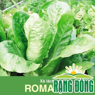 Hạt Giống Xà Lách Romaine Chịu Nhiệt 2 Gram  - Hạt Giống Chịu Nhiệt