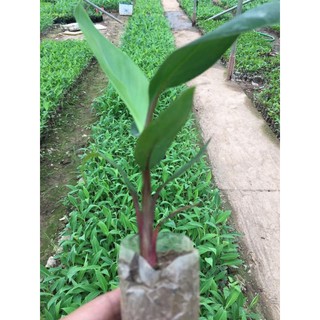 cây giống chuối đỏ