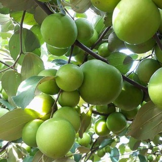 Cây táo thái giống khỏe