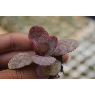 sen đá da báo mini 2-4cm