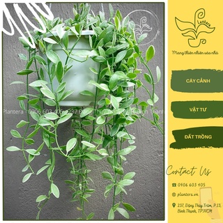Cây lan hạt dưa chậu treo - cây cảnh - cây ưa mát - chậu treo