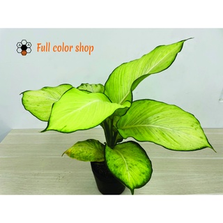 CÂY THIÊN HOÀNG (cao 40cm),