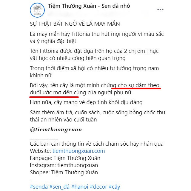 Cây cẩm nhung - Cây may mắn - Fittonia trang trí văn phòng và hạt giống - Tiệm Thường Xuân