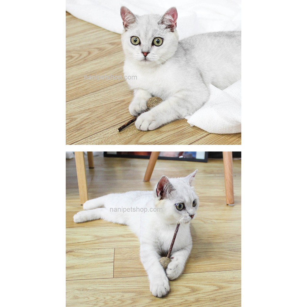 🐱 Đồ chơi kẹo mút que catnip cho mèo - Cỏ bạc hà liếm là mê, phần thưởng mà boss mèo thích nhất - Nà Ní Pet Shop