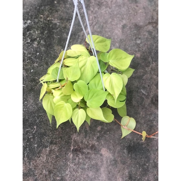 Chậu trầu bà tim thái vàng