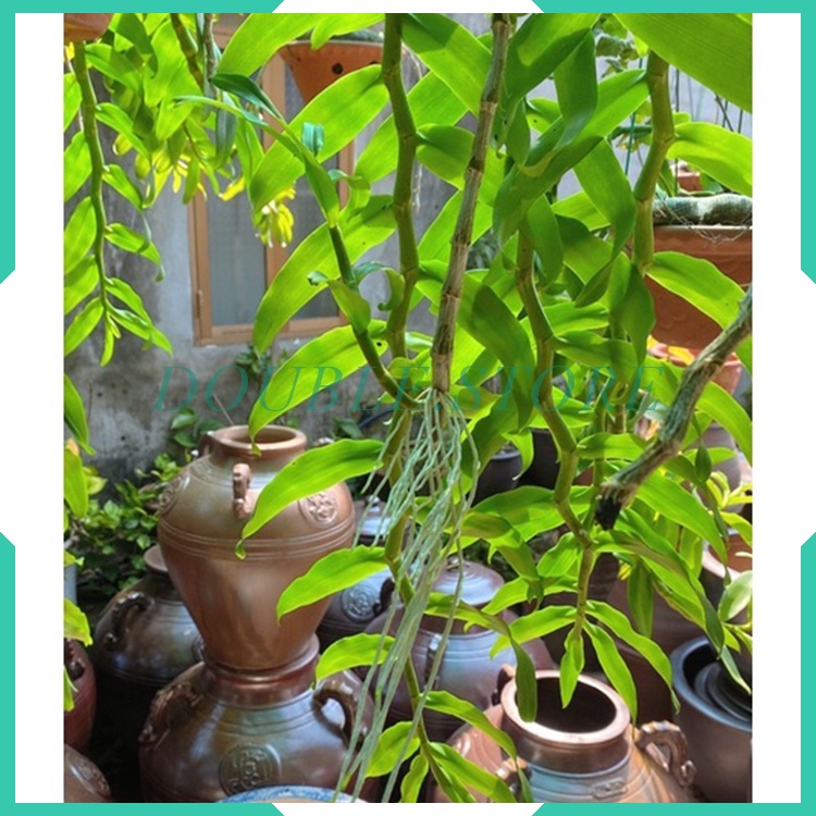 Dưỡng Chất AB Cao Cấp Giúp Nuôi Dưỡng Kích Thích Sinh Trưởng Phát Triển Của Cây