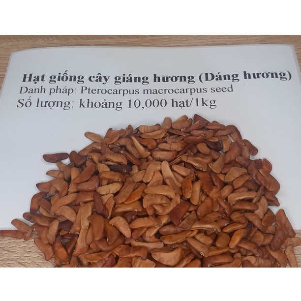 Hạt giống cây giáng hương (đinh hương)