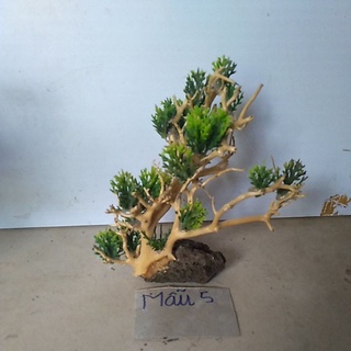 bonsai bể cá cảnh