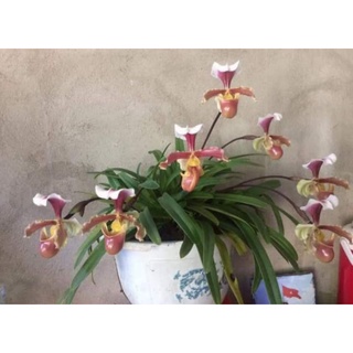 Lan hài cooci 1 cây