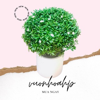 Cây mai vạn phúc, giống cây to, cao 50cm, hoa trắng nở quanh năm, lỗi 1 đổi 1