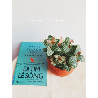 Cây Bình An - Peperomia pluteolata