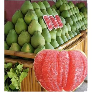 BƯỞI RUBY THÁI LAN