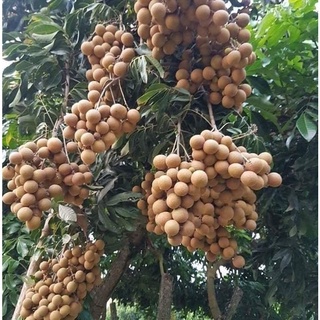 Cây Giống Nhãn Không Hạt Thái Lan (12 tháng cho trái)