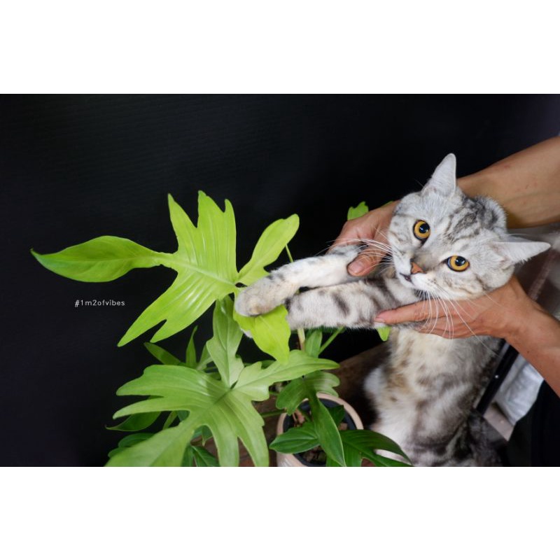 Cây Én vàng Philodendron florida ghost