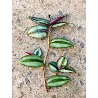 5 nhánh thài lài tím cành dài 15-20cm