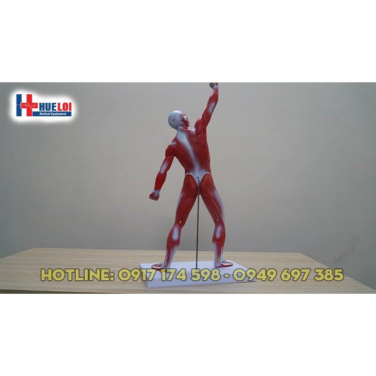 Mô hình giải phẫu tổng hợp lớp cơ nông