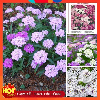 Hạt giống hoa tổ ong mix