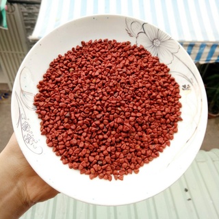 1Kg Hạt điều đỏ tạo màu - Hạt cà ri thắng dầu - Sỉ giá tốt