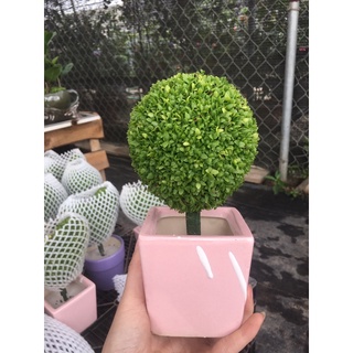 Cây may mắn hình cute xỉu luôn