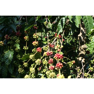[FREESHIP 99K TOÀN QUỐC]1KG CÀ PHÊ HẠT ROBUSTA HẢO HẠNG (túi zip)