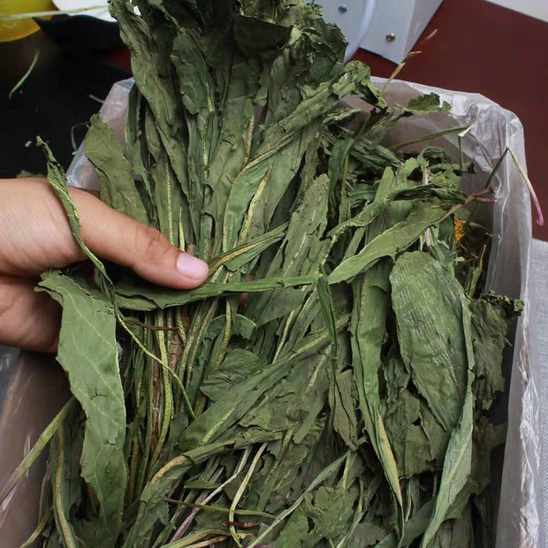 cỏ diếp xoăn 250gr (lợi tiểu,tốt cho gan) dành cho thỏ , bọ