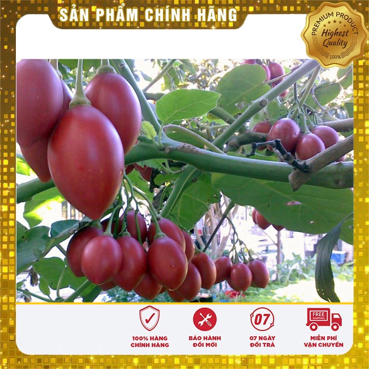 Hạt giống cà chua thân gỗ Tamarillo gói 04 hạt