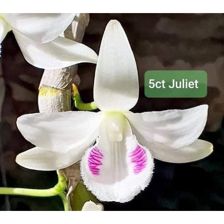 [Giá hủy diệt] 5ct juliet gieo hạt