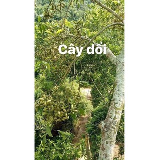 Hạt dổi nếp Hòa Bình túi 100g