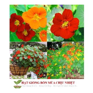 Hạt Giống Hoa Sen Cạn - 5 Hạt