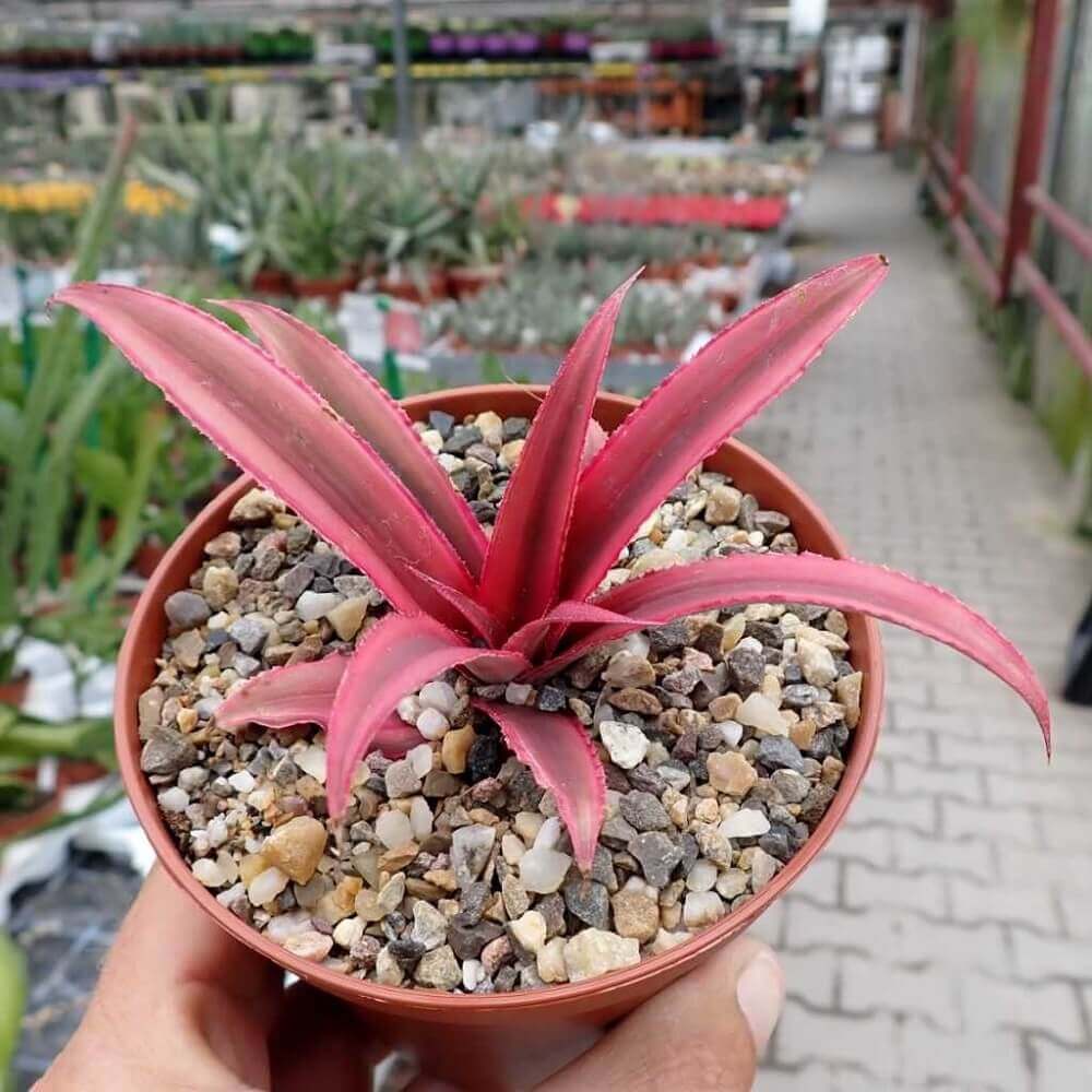 Cây giống Cryptanthus bivittatus Red Star (Dứa Cảnh Sao Đỏ) chậu nhựa